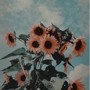 Meet your Posher, America